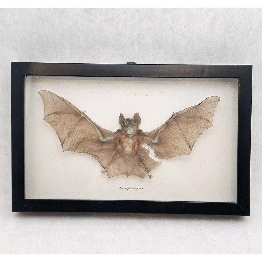 Framed Taxidermy Rhinolophus Lepidus Blyths Horseshoe Shadow Box